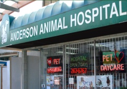 doggy daycare in vancouver