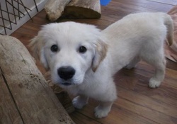 doggy daycare in vancouver