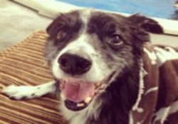 doggy daycare in vancouver