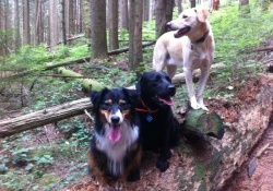 doggy daycare in vancouver