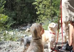 doggy daycare in vancouver