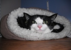 doggy daycare in vancouver