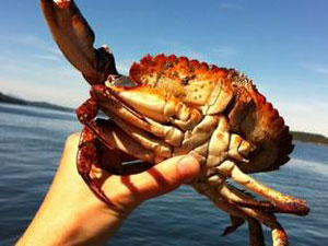 vancouver crab fishing