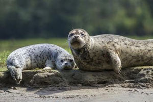 capilano suspension bridge in vancouver